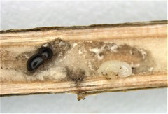 Xylosandrus compactus