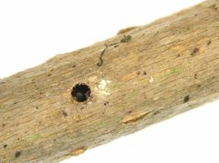 Xylosandrus compactus