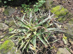Hechtia glomerata