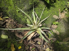 Hechtia glomerata