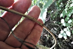 Xylosandrus compactus