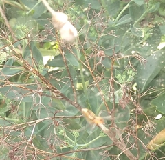 Mecynogea lemniscata