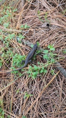 Sceloporus palaciosi