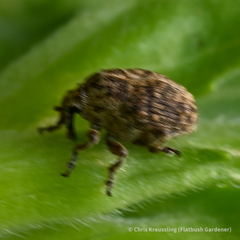 Acanthoscelidius acephalus