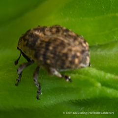 Acanthoscelidius acephalus