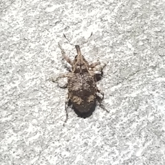 Conotrachelus seniculus