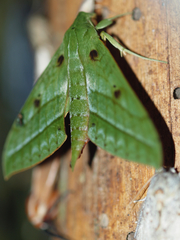 Xylophanes mirabilis