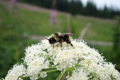 Bombus flavidus flavidus
