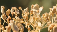 Opopanax chironium