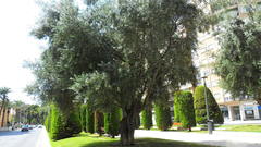 Olea europaea