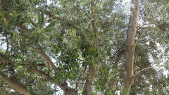 Olea europaea