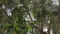 Olea europaea