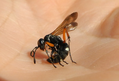 Cryptocheilus versicolor