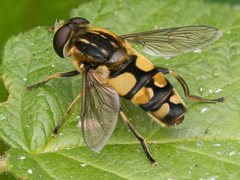Helophilus obscurus
