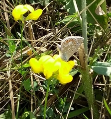 Polyommatus icarus