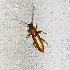 Smodicum cucujiforme