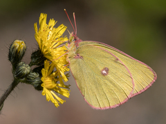 Colias gigantea