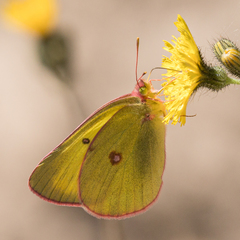 Colias gigantea