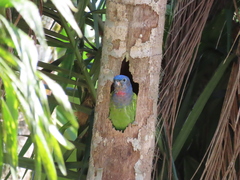 Pionus menstruus rubrigularis