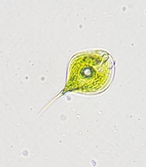 Phacus circumflexus