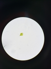 Phacus circumflexus