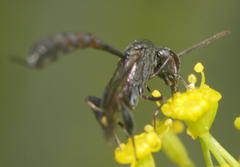 Gasteruption assectator