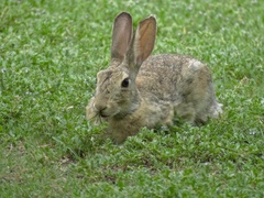Sylvilagus audubonii