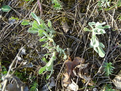 Helichrysum arenarium