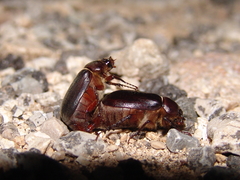 Aplidia transversa