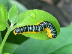 Macremphytus tarsatus