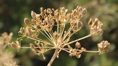 Opopanax chironium