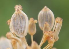Opopanax chironium