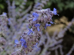 Salvia yangii