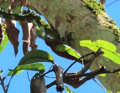 Lepidocolaptes souleyetii