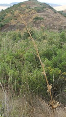 Opopanax chironium