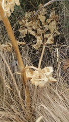 Opopanax chironium