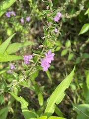 Lythrum alatum alatum