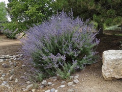 Salvia yangii