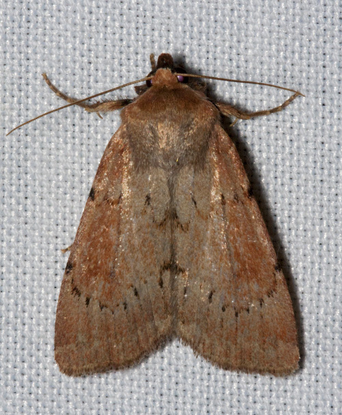Tesagrotis atrifrons
