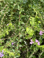 Lythrum alatum alatum