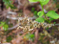 Tuckermanopsis subalpina