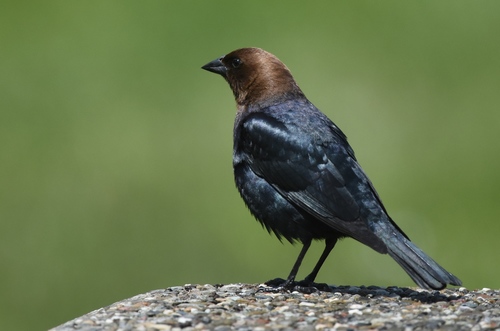 Brown-headed Cowbird photographed in Missouri