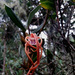 Maxillaria platyloba - Photo (c) ivanlau, some rights reserved (CC BY-NC), uploaded by ivanlau