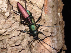 Aromia moschata moschata