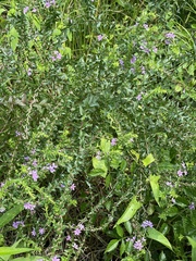 Lythrum alatum alatum