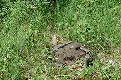 Spermophilus erythrogenys