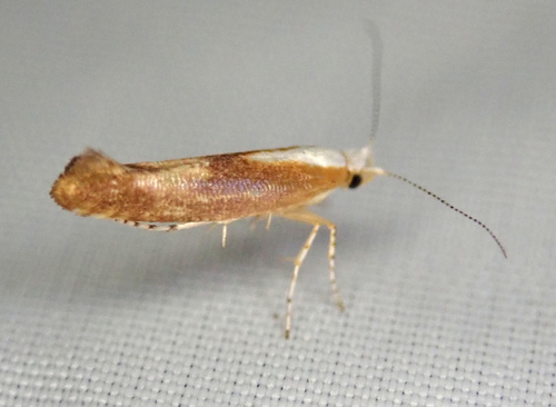 Argyresthia albistria Haworth, 1828