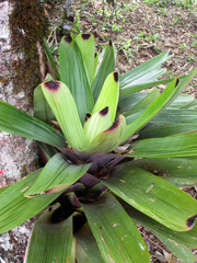 Vriesea bituminosa