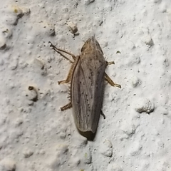 Prairiana