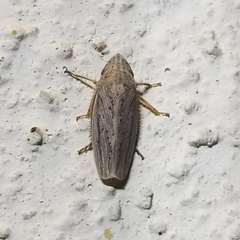 Prairiana